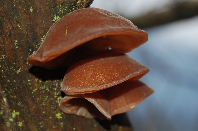 FUNGHI della VIGILIA.